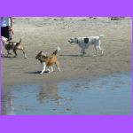 Dog Park at Beach.jpg